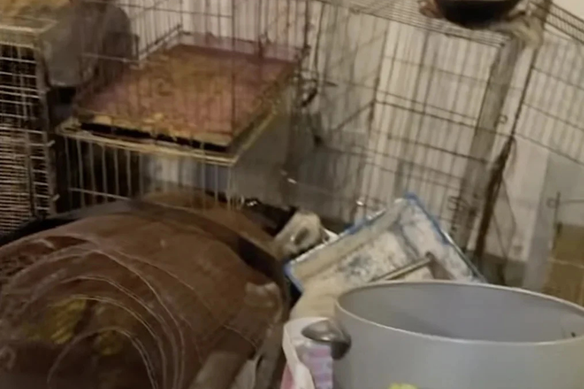 Abandoned Vet Clinic Turns Into Animal Death Scene