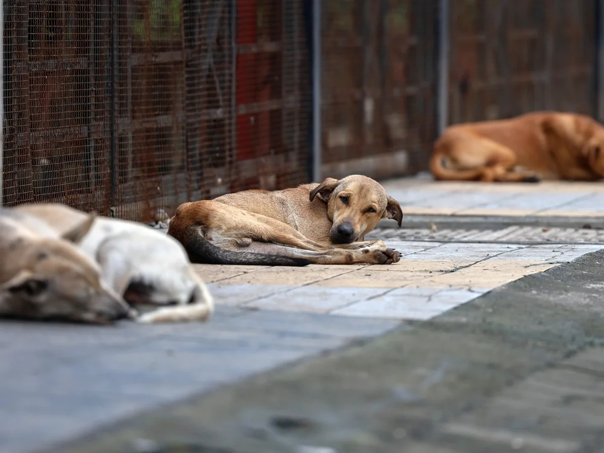 Malaysia’s 【stray dog shelter】: Stories of Community and Care