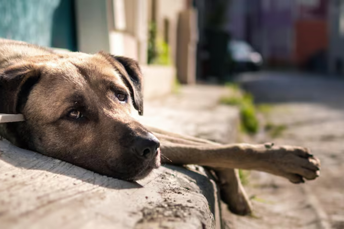 Donate to Help Stray Dogs: Understanding the Daily Life of Johor Bahru Shelters