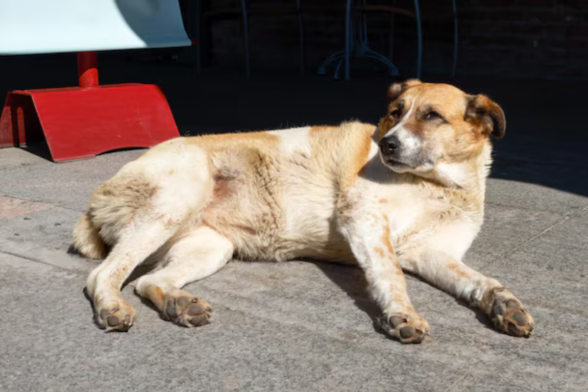 Everyday Kindness Behind Malaysia Animal Charity Groups