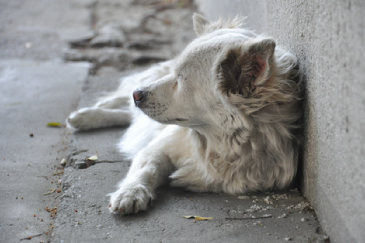 How to Help Stray Dogs – Why It Matters for Us Too
