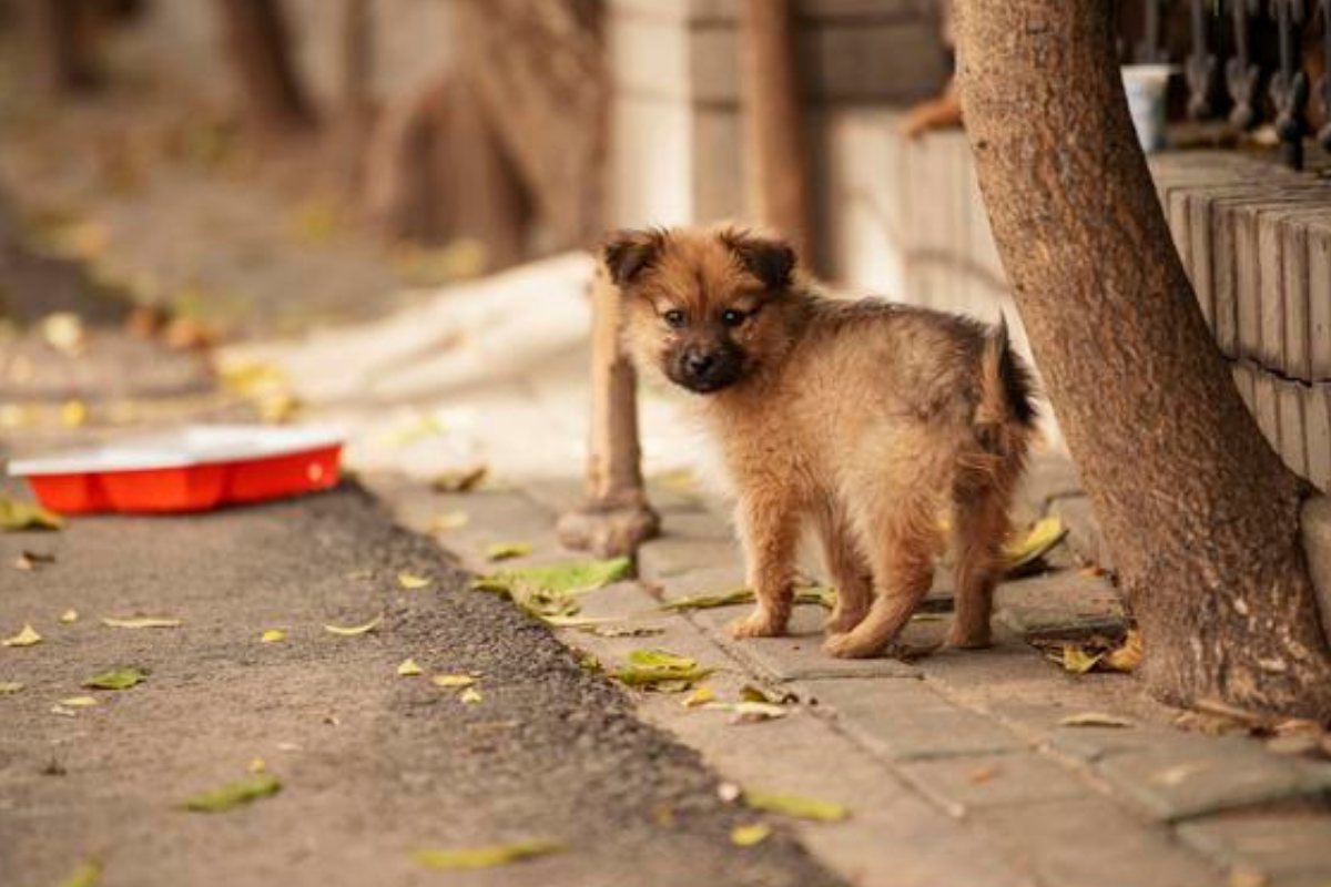 Why your next best friend is probably waiting on a local street corner