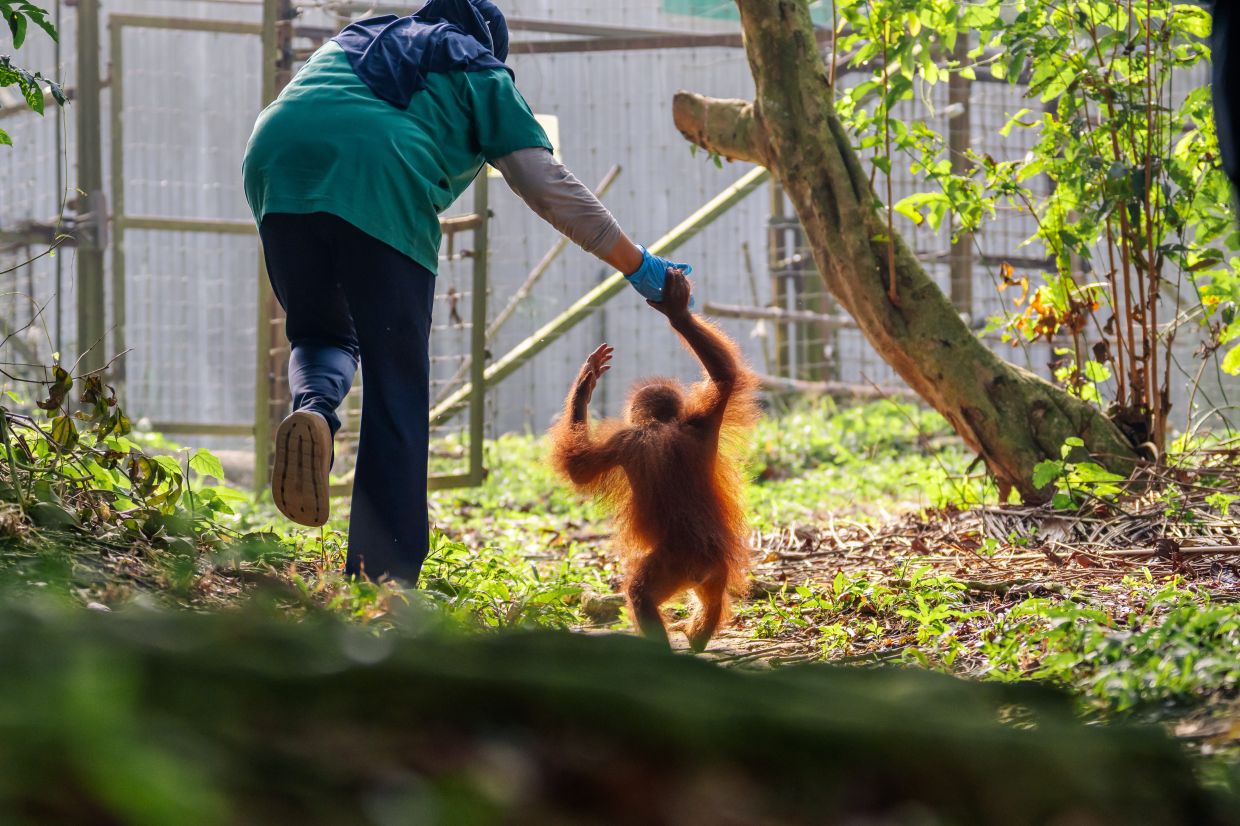 How Tourism Drives Wildlife Conservation in Malaysia: 5 Key Initiatives